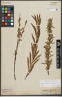 Foto von Salix purpurea L. x Salix viminalis L.